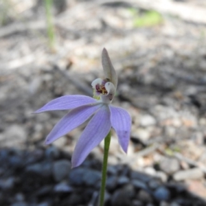 Caladenia carnea at Burrinjuck, NSW - 28 Sep 2016