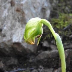 Pterostylis nutans (Nodding Greenhood) at Burrinjuck, NSW - 28 Sep 2016 by RyuCallaway