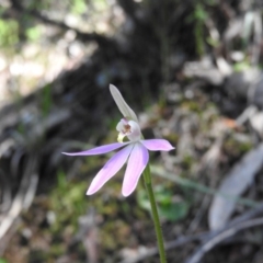 Caladenia carnea (Pink Fingers) at Burrinjuck, NSW - 28 Sep 2016 by RyuCallaway