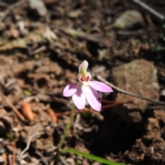 Caladenia carnea (Pink Fingers) at Burrinjuck, NSW - 28 Sep 2016 by RyuCallaway