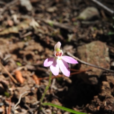 Caladenia carnea (Pink Fingers) at Burrinjuck, NSW - 28 Sep 2016 by RyuCallaway