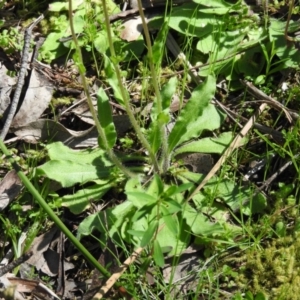 Craspedia variabilis at Burrinjuck, NSW - 28 Sep 2016