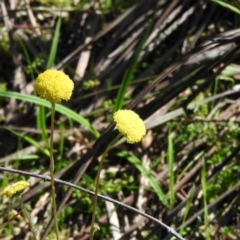 Craspedia variabilis at Burrinjuck, NSW - 28 Sep 2016