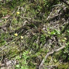 Craspedia variabilis at Burrinjuck, NSW - 28 Sep 2016