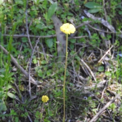 Craspedia variabilis (Common Billy Buttons) at Burrinjuck, NSW - 28 Sep 2016 by ArcherCallaway