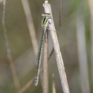 Ischnura aurora at Carwoola, NSW - 29 Oct 2016