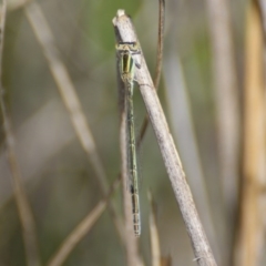 Ischnura aurora at Carwoola, NSW - 29 Oct 2016