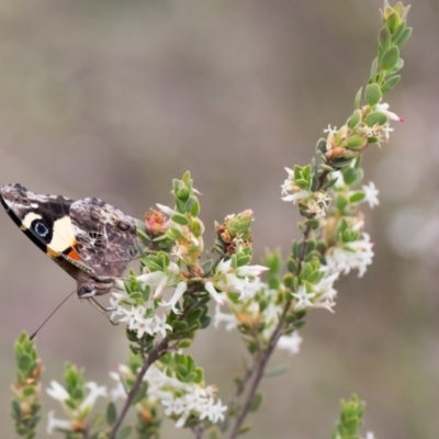 Vanessa itea (Yellow Admiral) at Yass River, NSW - 30 Oct 2016 by SallyandPeter
