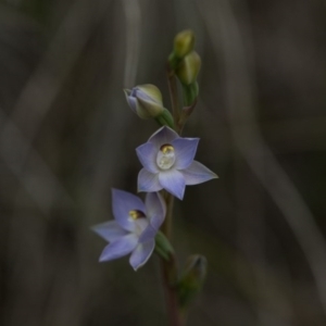 Thelymitra pauciflora at Yass River, NSW - suppressed