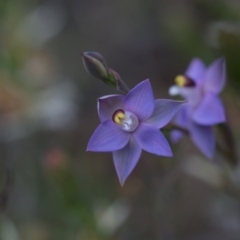 Thelymitra pauciflora at Yass River, NSW - suppressed