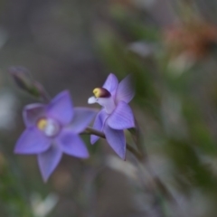 Thelymitra pauciflora at Yass River, NSW - suppressed