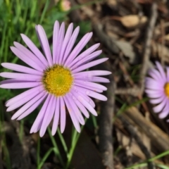 Brachyscome willisii (Narrow-wing Daisy) at Wandiyali-Environa Conservation Area - 30 Oct 2016 by Wandiyali