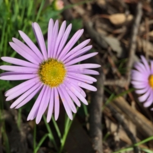 Brachyscome willisii at Googong, NSW - 30 Oct 2016