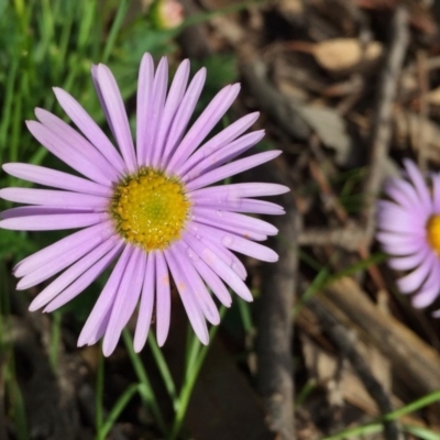 Brachyscome willisii (Narrow-wing Daisy) at Googong, NSW - 30 Oct 2016 by Wandiyali