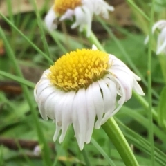 Brachyscome willisii at Googong, NSW - 30 Oct 2016