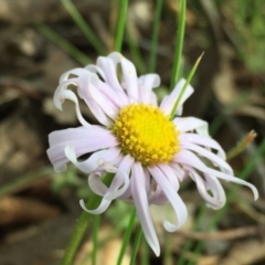 Brachyscome willisii at Googong, NSW - 30 Oct 2016