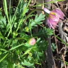 Brachyscome willisii at Googong, NSW - 30 Oct 2016