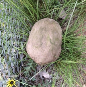 Chelodina longicollis at Gungahlin, ACT - 26 Oct 2016 09:23 AM