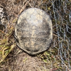 Chelodina longicollis (Eastern Long-necked Turtle) at Gungahlin, ACT - 26 Oct 2016 by Holly7