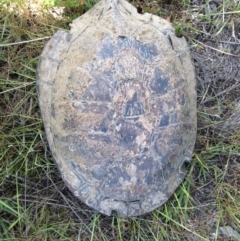 Chelodina longicollis (Eastern Long-necked Turtle) at Gungahlin, ACT - 26 Oct 2016 by Holly7