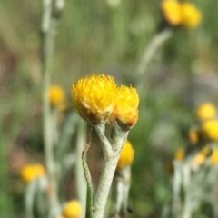 Chrysocephalum apiculatum (Common Everlasting) at Jerrabomberra, NSW - 30 Oct 2016 by Wandiyali