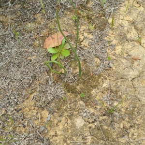 Microtis sp. at Molonglo River Reserve - suppressed