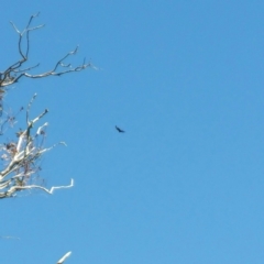 Aquila audax (Wedge-tailed Eagle) at Denman Prospect, ACT - 30 Oct 2016 by RichardMilner