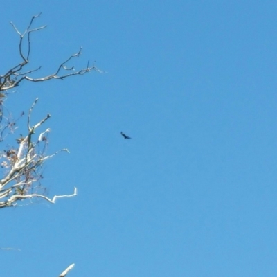 Aquila audax (Wedge-tailed Eagle) at Denman Prospect, ACT - 31 Oct 2016 by RichardMilner