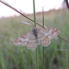 Scopula rubraria (Reddish Wave, Plantain Moth) at Chisholm, ACT - 25 Oct 2014 by michaelb