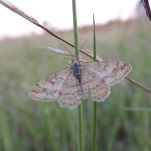 Scopula rubraria at Chisholm, ACT - 25 Oct 2014 07:33 PM