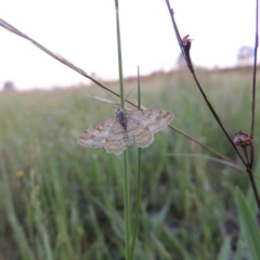 Scopula rubraria at Chisholm, ACT - 25 Oct 2014 07:33 PM