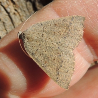 Authaemon stenonipha (Pale-bordered Cape-moth) at Pollinator-friendly garden Conder - 20 Feb 2015 by michaelb