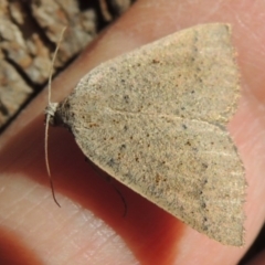 Authaemon stenonipha at Conder, ACT - 21 Feb 2015 09:45 AM