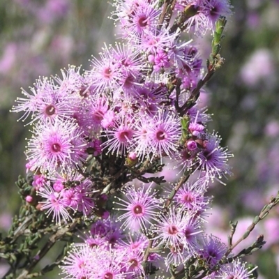 Kunzea parvifolia (Violet Kunzea) at Kambah, ACT - 31 Oct 2009 by MatthewFrawley