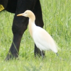 Bubulcus coromandus (Eastern Cattle Egret) at Fyshwick, ACT - 28 Oct 2016 by roymcd