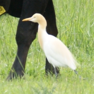 Bubulcus coromandus at Fyshwick, ACT - 28 Oct 2016