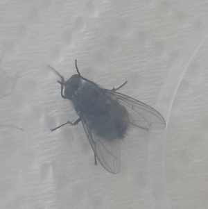 Calliphoridae (family) at Queanbeyan West, NSW - 31 Oct 2016 11:55 AM