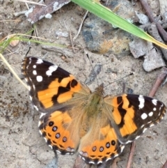 Vanessa kershawi (Australian Painted Lady) at Yarralumla, ACT - 30 Oct 2016 by Ratcliffe