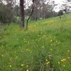 Bulbine bulbosa (Golden Lily, Bulbine Lily) at Yarralumla, ACT - 30 Oct 2016 by Ratcliffe