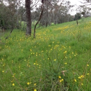 Bulbine bulbosa at Yarralumla, ACT - 30 Oct 2016 10:58 AM