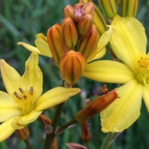 Bulbine bulbosa at Yarralumla, ACT - 30 Oct 2016