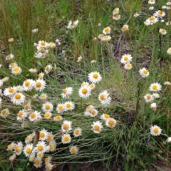 Leucochrysum albicans subsp. tricolor (Hoary Sunray) at Yarralumla, ACT - 30 Oct 2016 by Ratcliffe