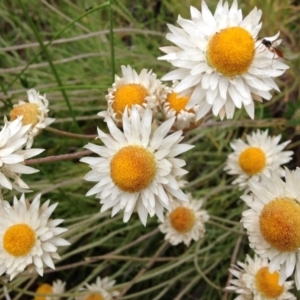 Leucochrysum albicans subsp. tricolor at Yarralumla, ACT - 30 Oct 2016 11:09 AM