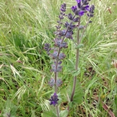 Salvia verbenaca var. verbenaca (Wild Sage) at Yarralumla, ACT - 29 Oct 2016 by Ratcliffe