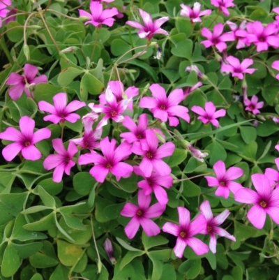 Oxalis debilis var. corymbosa (Pink Woodsorrel) at Yarralumla, ACT - 30 Oct 2016 by Ratcliffe