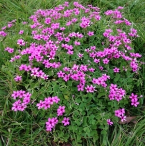 Oxalis debilis var. corymbosa at Yarralumla, ACT - 30 Oct 2016