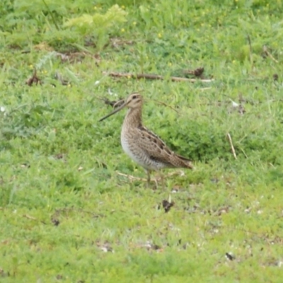 Gallinago hardwickii (Latham's Snipe) at Fyshwick, ACT - 30 Oct 2016 by roymcd