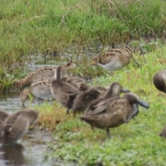 Gallinago hardwickii at Fyshwick, ACT - 30 Oct 2016