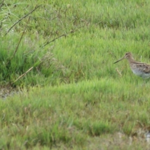 Gallinago hardwickii at Fyshwick, ACT - 30 Oct 2016