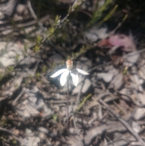 Caladenia moschata at Undefined Area - suppressed